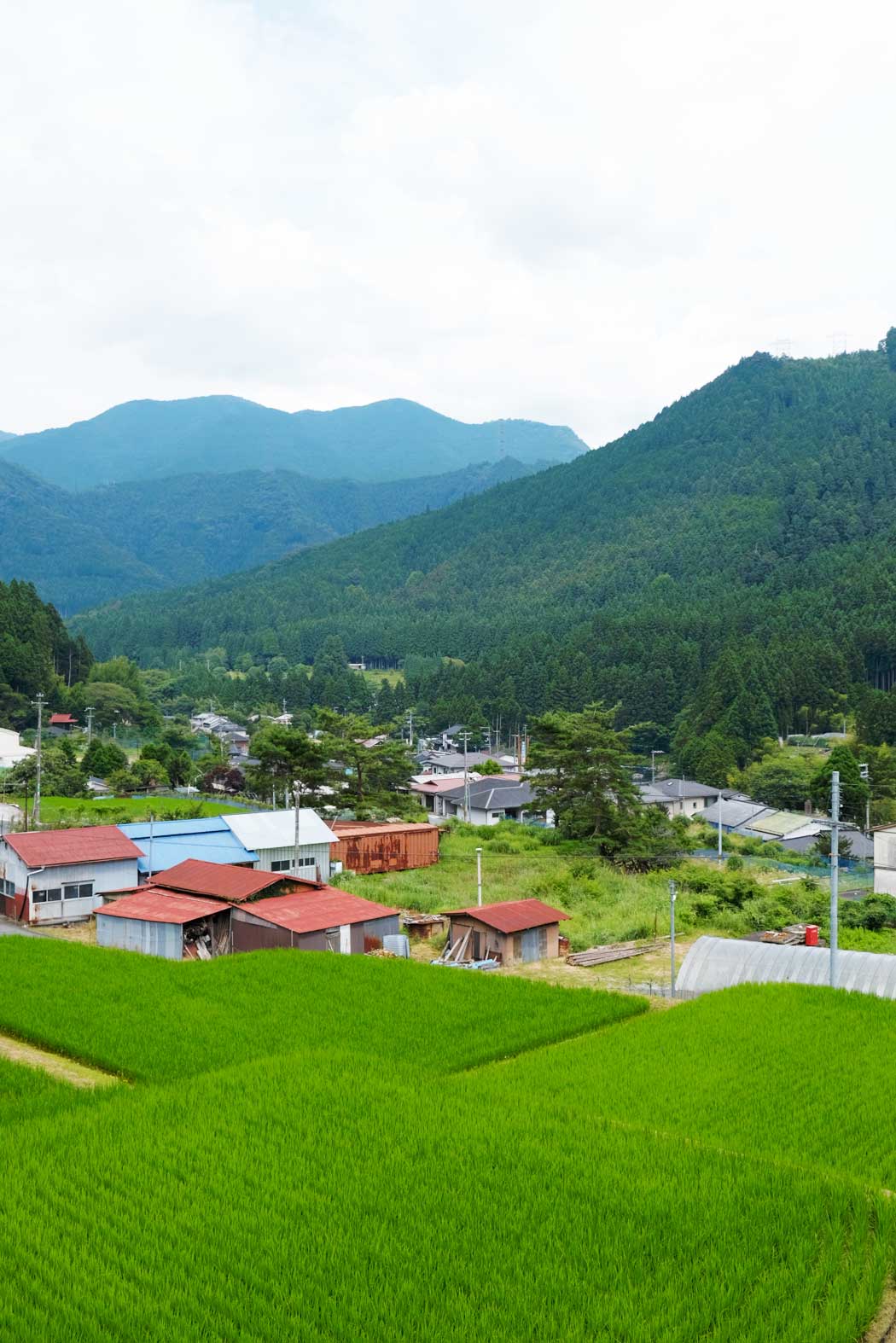 窓から見える田んぼの風景